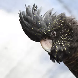 Black Cockatoo