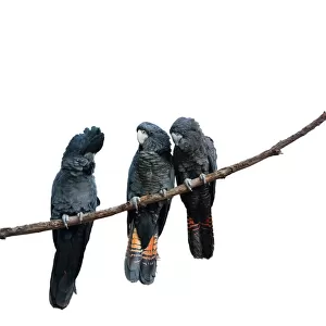 Three Black Cockatoos