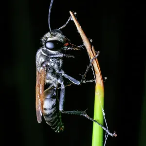 Black Digger Wasp (Sphex cognatus) Black Digger Wasp (Sphex cognatus)