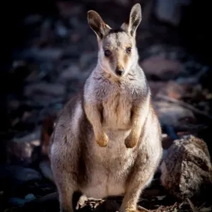 Black Footed Rock Wallaby Black Footed Rock Wallaby