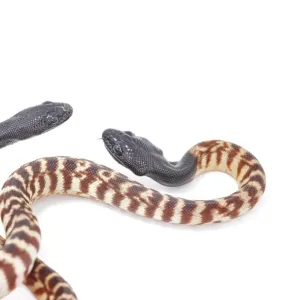 Black-headed Pythons (Aspidites melanocephalus) Black-headed Pythons (Aspidites melanocephalus)