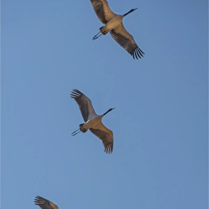 Black Necked cranes flying in formation over the fields at Wangdue Prodrang valley, Bhutan