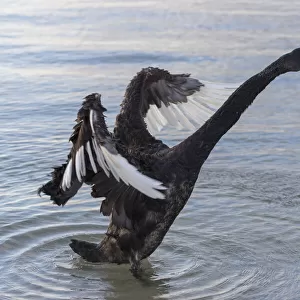 A Black Swan at the beach