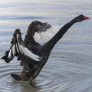 Un cisne negro en la playa.