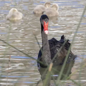 Black swan and cygnets (Cygnus Atratus) - Perth, Western Australia