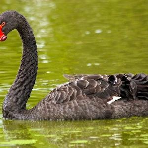 Black Swan. Cygnus atratus. Australia