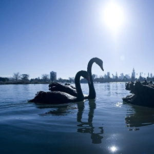 Black swans (Cygnus atratus) on lake, city skyline in background