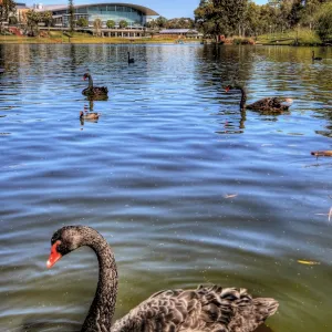 Black Swans at River Torrens with Adelaide Convention Centre in the Background, Elder Park, Adelaide, South Australia