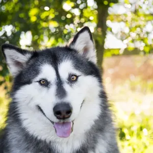 Black and White Alaskan Malamute Print