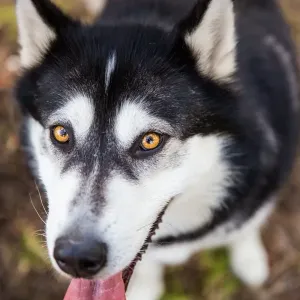 Black and White Alaskan Malamute Print