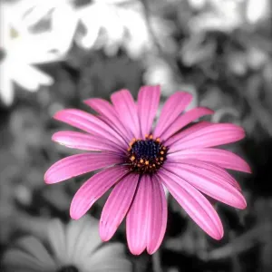 black and white, daisy, flower, graphic, Nicola Morgan, petals, pink, violet, wildflower