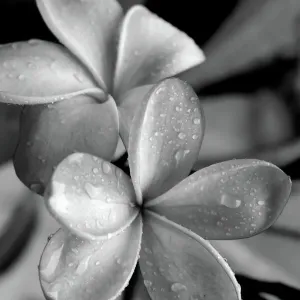 Flower and Plants