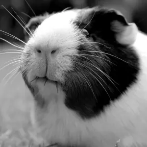 An black and white image of a guinea pig eating the grass