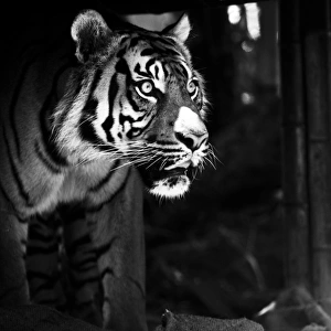 Black and white image of Tiger hit by sun