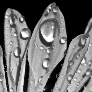 Nicola Morgan Collection: Monochrome