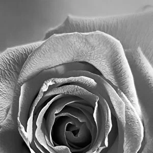 Black & White Rose