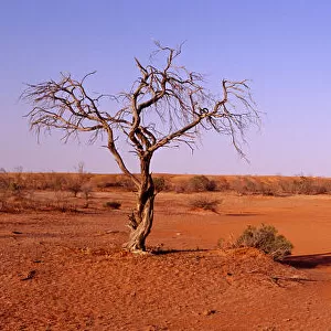 A blistering outback sun beats down on a dead tree in the open desert