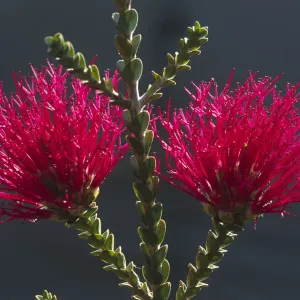 Blossoming Melaleuca coccinea), West Australia Blossoming Melaleuca coccinea), West Australia