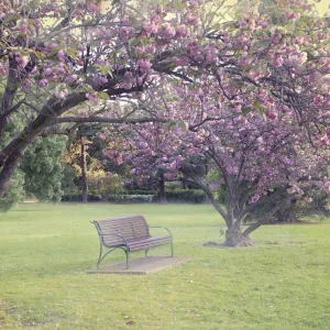 Blossomtime in the park Blossomtime in the park