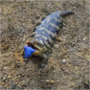 Tasmanian Blotched Blue Tongue Lizard Print