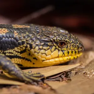 Lézard à langue bleue tacheté.
