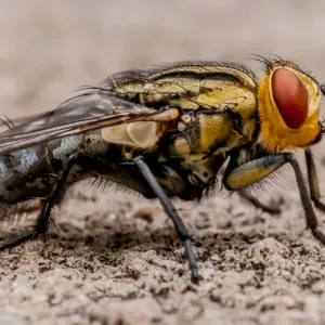Blow fly Blow fly