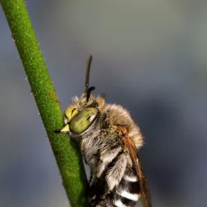 Blue Banded Bees (Amegilla)