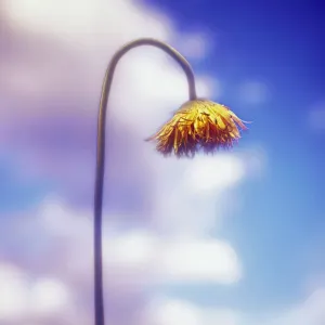Blue Sky Print, a photograph of a blue sky