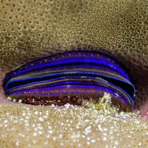 Blue burrows clam (Tridacna crocea) inside coral, Great Barrier Reef, Queensland