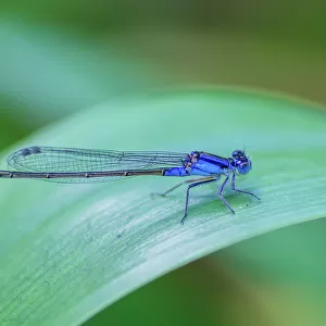 Blue damselfly at rest on an iris leaf