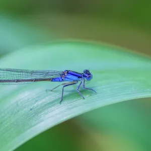 Blue damselfly at rest on an iris leaf