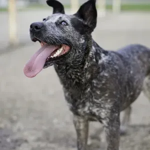 Australian Blue Cattle Dog Print