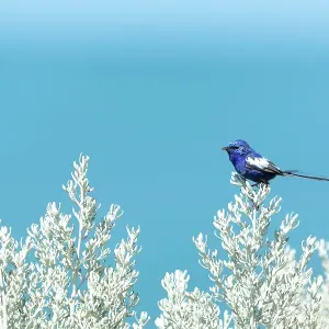 Blue Fairy-wren