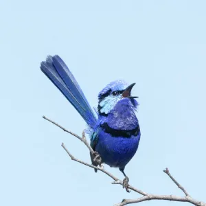 Blue Fairy-wren singing