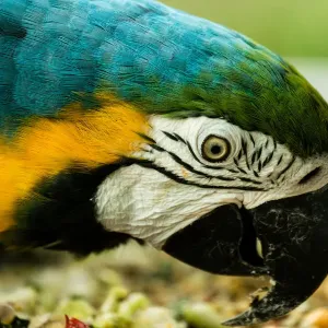 Blue and Gold Macaw