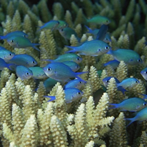Blue-Green Chromis in coral thicket, Australia