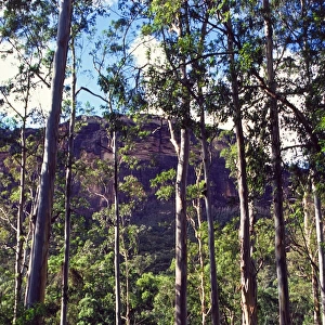 Blue gum forest