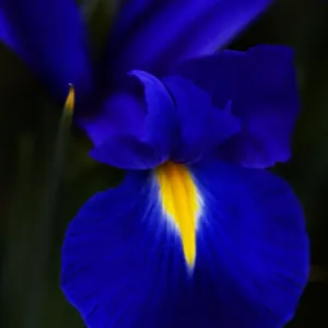 Blue Iris Flower Garden Print