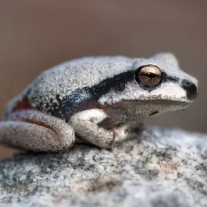 Blauer Bergheuschafthuhn (Litoria citropa) Blauer Bergheuschafthuhn (Litoria citropa)