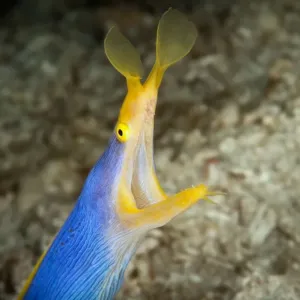 Blue Ribbon Eel Print