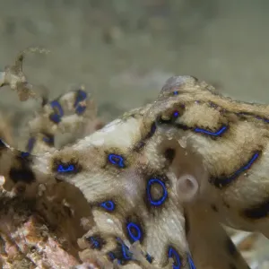 Blue Ringed Octopus