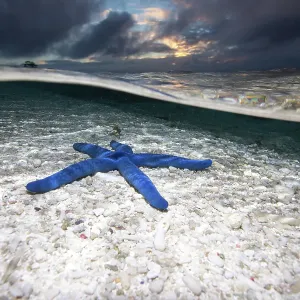 Blue Starfish Blue Starfish