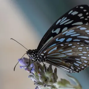 Blue Tiger butterfly Blue Tiger butterfly