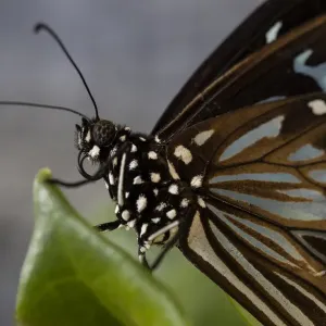 Blue Tiger butterfly Blue Tiger butterfly