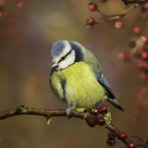 Blue tit (Cyanistes caeruleus) on branch