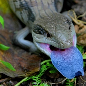 Blue tongue lizard