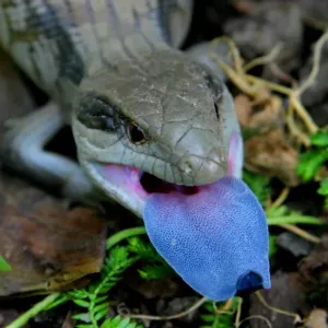 Blue tongue lizard Blue tongue lizard