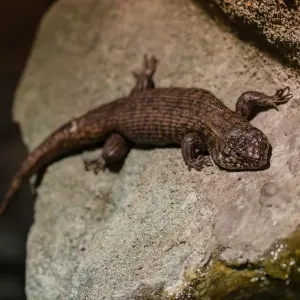 Blue tongue lizard Blue tongue lizard