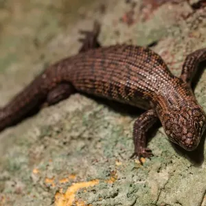Lézard à langue bleue