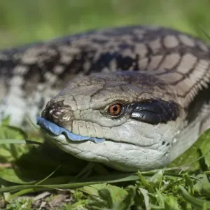 Blue-tongue skink (Tilaqua scincoides scincoides) Blue-tongue skink (Tilaqua scincoides scincoides)